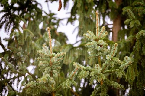 Young sprout of spruce close-up. Stock Photos