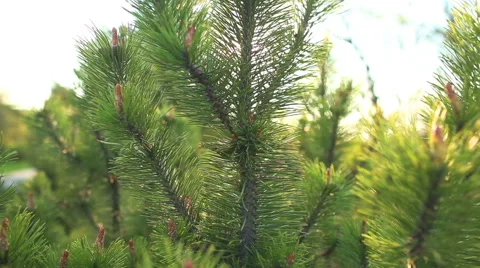 Young sprout of spruce Stock Footage 51733301