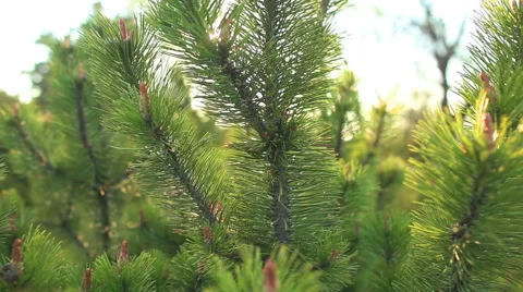 Young sprout of spruce Video stock 55649037