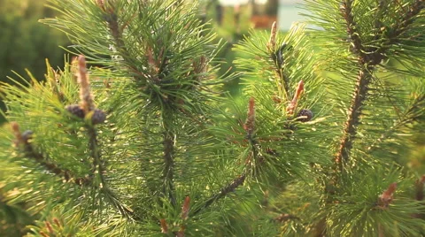 Young sprout of spruce Vídeo Stock 56552353