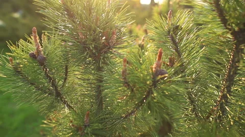Young sprout of spruce Stock-Footage 57138586
