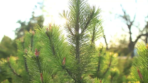 Young sprout of spruce Stockbeeldmateriaal 60833013