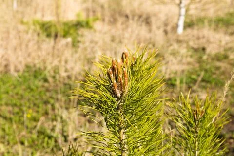 Young sprout of spruce Stock Photos