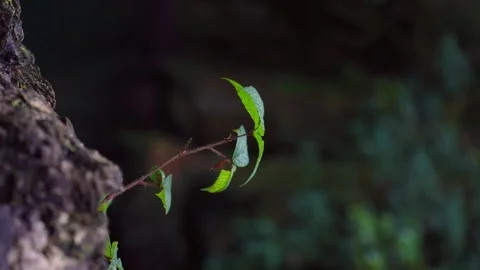 Young sprout from tree trunk on background of nature and dense forest Stock Footage 256910648