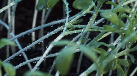 Young sprout with water drops Video stock 67675567