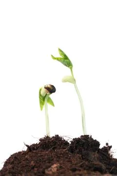 Young sprout on white background. Stock Photos