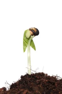 Young sprout on white background. Stock Photos