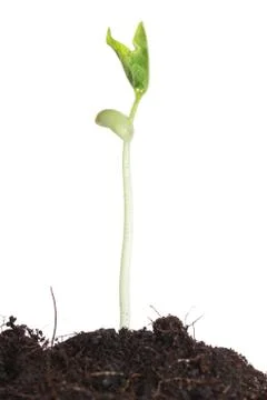 Young sprout on white background. Stock Photos