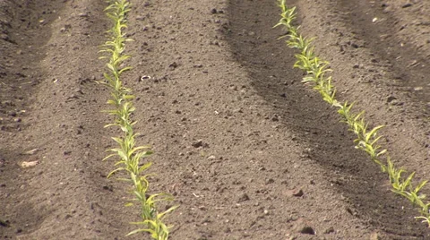 Young sprouted corn Stock-Footage 39674843