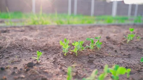 Young sprouted peas close-up on a vegetable garden bed, smooth parallax Stock Footage 310765391