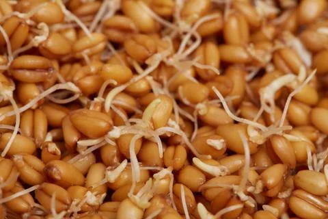 Young sprouted wheat Photos