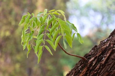 Young Sprouting Branch On Rough Bark Tree Stock Photos