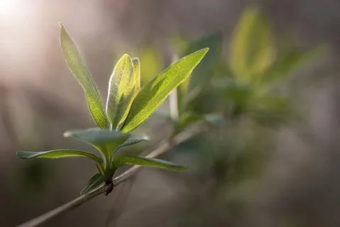 Young sprouting buds on a tree in the spring sun. Stock Photos