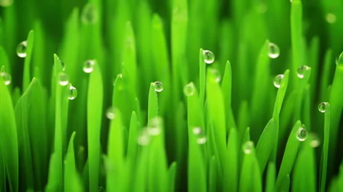 Young Sprouts and Drops Stock Footage 106465704