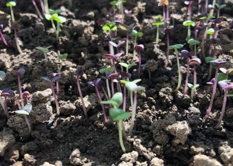 Young sprouts of Basil. Stock Photos
