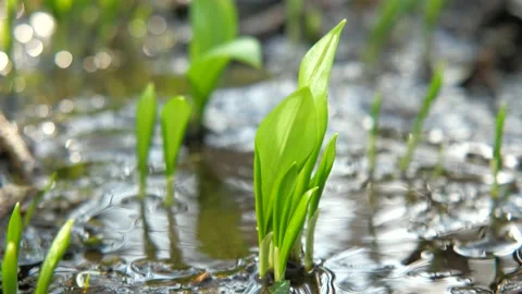 Young sprouts of bear garlic in soft clay and a trickle of a stream after meltin Stock Footage 157001889