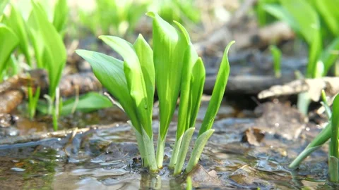 Young sprouts of bear garlic in soft clay and a trickle of a stream after meltin Stock Footage 157001909
