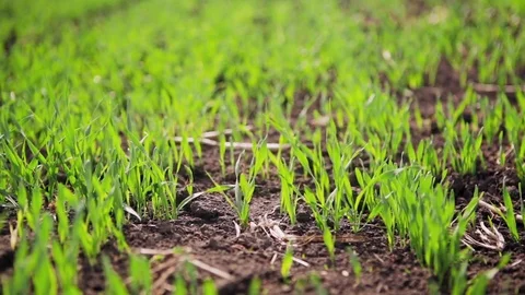 The Young Sprouts of Beer Barley Stock Footage