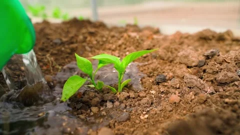 Young sprouts of bell pepper are generously watered, close-up in slow motion Stock Footage 311845441