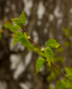Young sprouts of birch Stock Photos