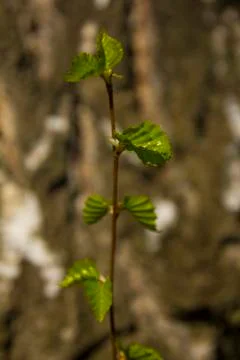 Young sprouts of birch Stock Photos