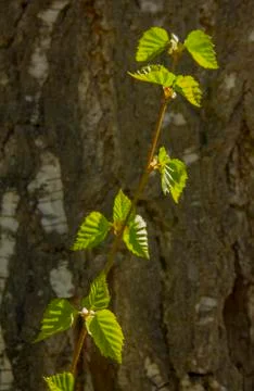 Young sprouts of birch Stock Photos