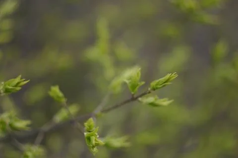 Young sprouts from the buds of a tree in the spring Stock Photos