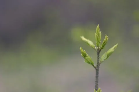 Young sprouts from the buds of a tree in the spring Stock Photos