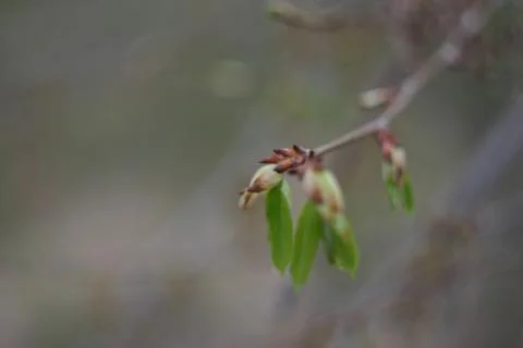 Young sprouts from the buds of a tree in the spring Stock Photos