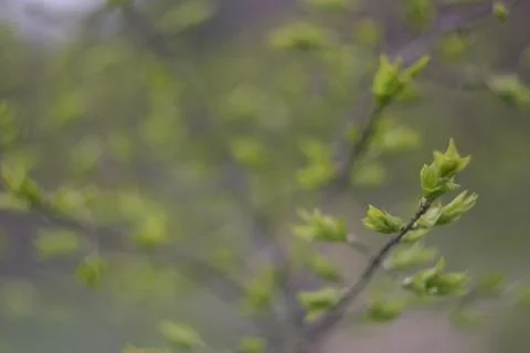 Young sprouts from the buds of a tree in the spring Stock Photos