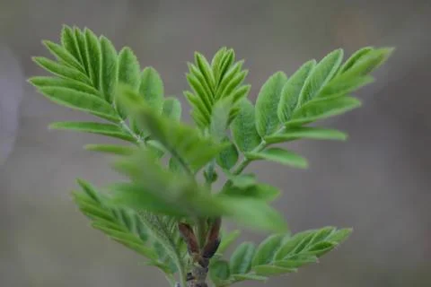 Young sprouts from the buds of a tree in the spring Stock Photos