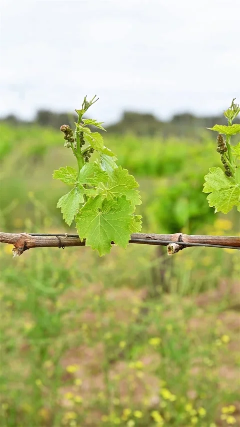 Young sprouts with bunches of grapes on the branches of the vine in spring. Stock Footage 240234019