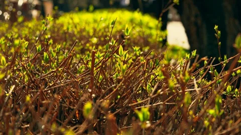 Young sprouts close up Video stock 129914701