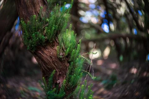 Young sprouts, close-up. Shallow depth of field. Swirling bokeh. Center focus Stock Photos