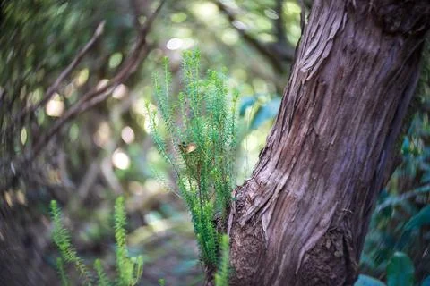 Young sprouts, close-up. Shallow depth of field. Swirling bokeh. Center focus Stock Photos