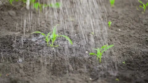 Young sprouts of corn are watered abundantly with water close-up Stock Footage 196935646