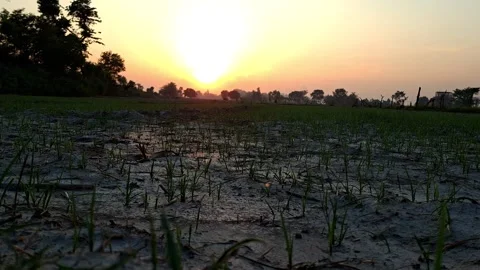Young Sprouts In Field During Sunset Vídeo Stock 334697338