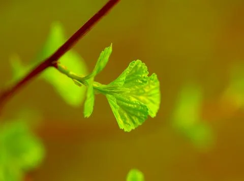 Young Sprouts of Forest Plants. Spring State of Nature. Minimalistic Natural  스톡 사진