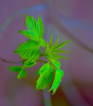 Young Sprouts of Forest Plants. Spring State of Nature. Minimalistic Natural  Stock Photos