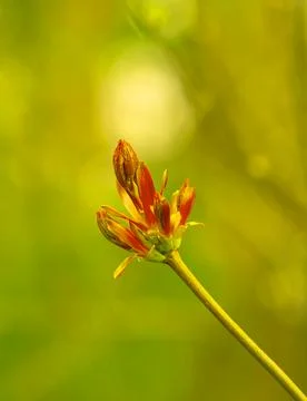 Young Sprouts of Forest Plants. Spring State of Nature. Minimalistic Natural  Stock Photos