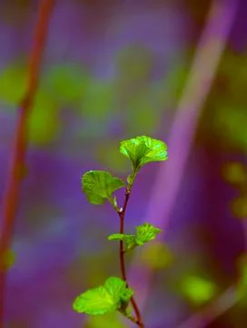 Young Sprouts of Forest Plants. Spring State of Nature. Minimalistic Natural  Foto stock