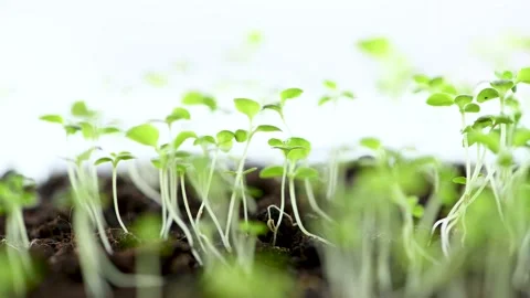 Young sprouts of grass growing in the soil. Home Gardening Vídeo Stock 151652506