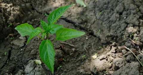 Young sprouts of hot pepper Stock Footage 132333257