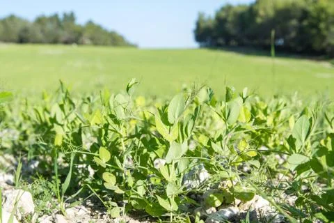 Young sprouts of legumes. Stock Photos