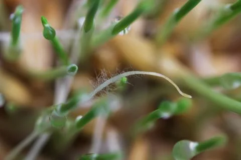 Young sprouts of oats sprouted for cats in the winter to improve digestion an Free Stock Photos