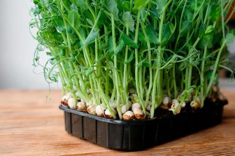 Young sprouts of peas in a container. Ready microgreens Stock Photos