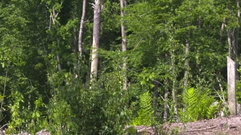Young sprouts peep up in mixed forest near forest edge Video stock 242700233