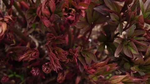 Young sprouts of peony flowers. Stock Footage 74933528