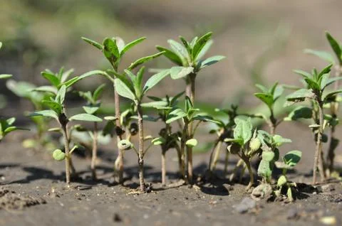 Young sprouts Stock Photos