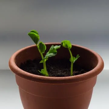 Young sprouts Foto stock